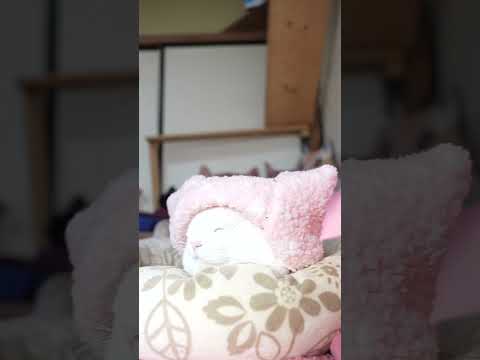 ぴんくぼうし　260219　のせ猫　 cat cute 猫のいる暮らし　 kitten　 ねこ　 ネコ　 cuteca… サムネイル