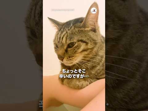 ちょっとそこ辛いのですが…｜PECO サムネイル
