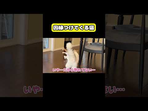 因縁つけてくる猫　猫 おもしろ アテレコ ニャンチューバーつくし サムネイル