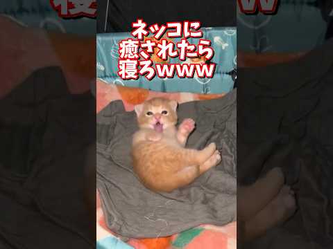 ネッコの動画で癒されたら寝ろｗｗｗ　2ch  動物  猫 癒やし ねこ動画 サムネイル
