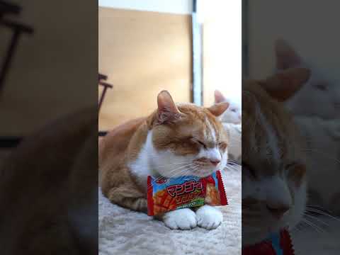 マンゴーのサンダー　260307　のせ猫　 cat　 cute　 ネコ　 ねこ　 猫のいる暮らし　 猫　 cuteca… サムネイル