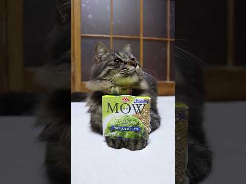 MOW(モウ) 宇治抹茶～香ばし玄米茶ミックス～　260311　のせ猫　 cat　 cute　 ネコ　 ねこ　 のせ猫… サムネイル