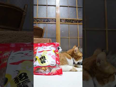 福招き揃　260309　のせ猫　 cat ねこ　 猫のいる暮らし　 猫　 ネコ　 cute　 猫のいる生活　 福招き揃 サムネイル