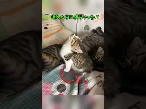 かわぬぅ〜い猫集めました😍 サムネイル