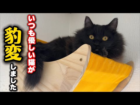 【驚愕】いつも大人く優しい猫が豹変した訳とは… サムネイル