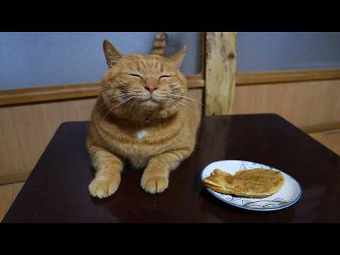 ちゃぶ台の上のたい焼き　260220 サムネイル