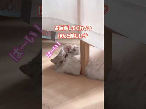 お返事してくれるので嬉しい！ミヌエット短足 ぬんちゃん サムネイル