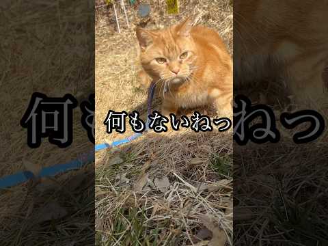散歩 何もないねっ 猫 cat アメショ れん サムネイル