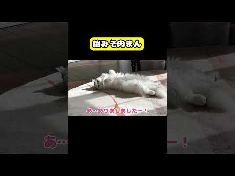 脳みそ肉まん　猫 おもしろ アテレコ ニャンチューバーつくし サムネイル