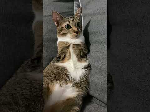 跟兔兔一起玩游戏 サムネイル