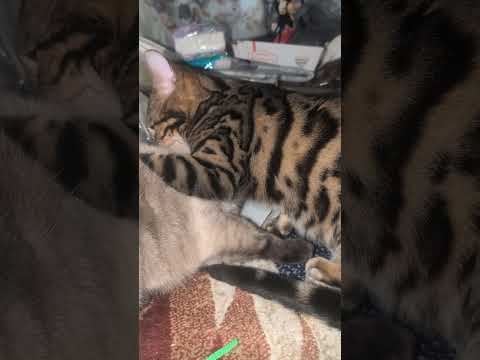 シャム猫ベンガルshorts funny 猫catkitten サムネイル