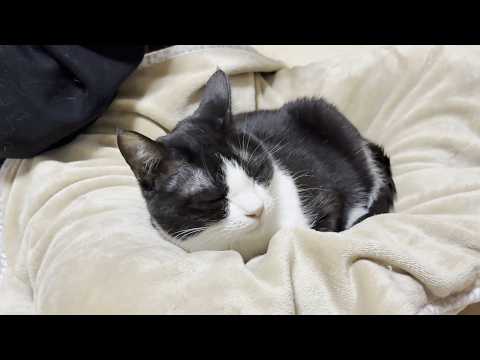娘のブランケットでどうしてもくつろぎたい不思議ちゃんな猫 サムネイル