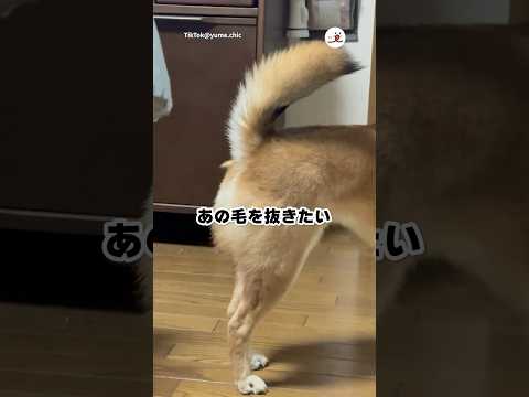 柴犬のお尻のあの毛｜PECO サムネイル