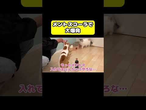 メントスコーラで大爆発　猫 おもしろ アテレコ ニャンチューバーつくし サムネイル