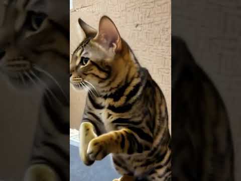 ベンガル猫shorts funny catミャク子 サムネイル