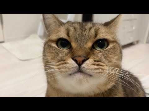 新年早々、腹立つ顔で飼い主を煽るネコ