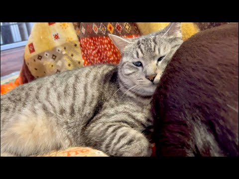 99%が5分で眠くなる😴 ｜猫×水の音｜Deep Relax｜Cat Purring & Wooden Balls サムネイル