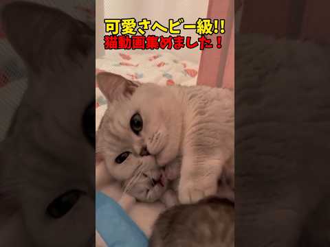 可愛さヘビーだぜ！ サムネイル