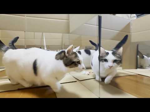 鏡の向こう側が気になる猫 サムネイル