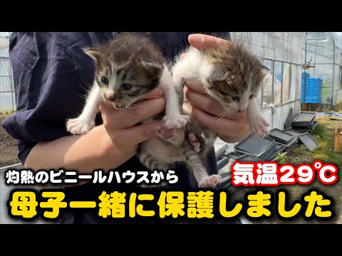 熱中症寸前の子猫とママ猫を一緒に保護しました サムネイル