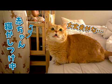 赤ちゃんの寝かしつけを心配そうに見に来る猫たちが可愛すぎる！