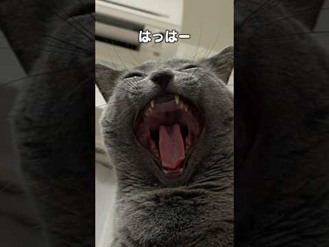 「飾りじゃないのよ前歯は」猫あるある|フルはApple Musicほか音楽アプリへ サムネイル