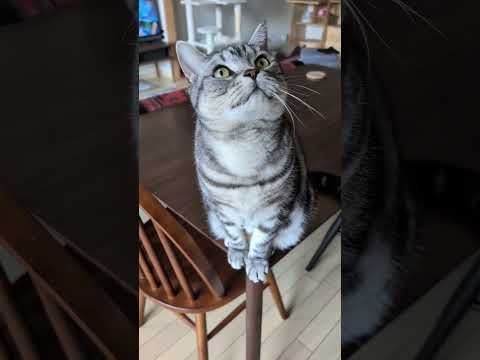 アメショーのラッテ アメショ アメリカンショートヘア 猫との暮らし猫と暮らす家猫 サムネイル