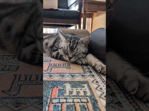 アメショーのラッテアメショアメリカンショートヘア 猫のいる暮らし 猫と暮らす家猫 サムネイル