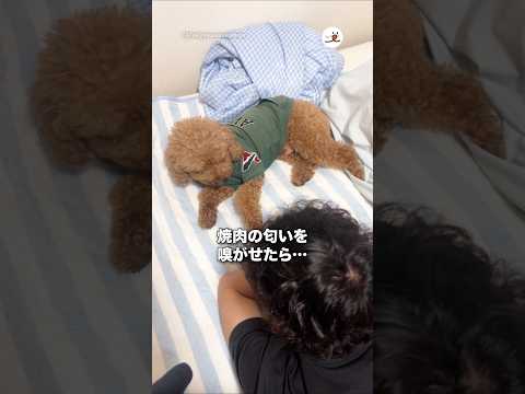 焼肉の匂いを嗅がせたら…｜PECO サムネイル