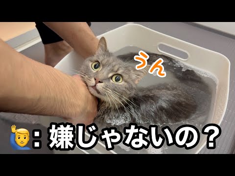 シャンプー中、ここまで身を任せてくる猫が可愛すぎました… サムネイル