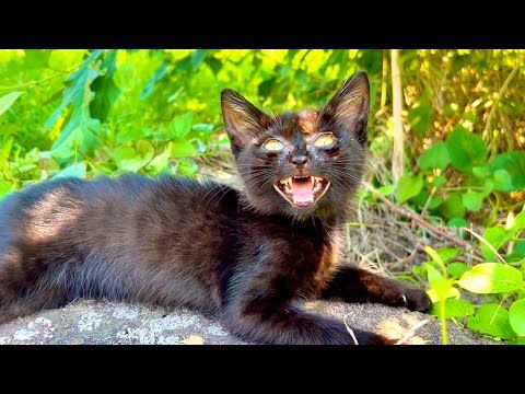 初めて外に出た子猫が予想外な行動に。。