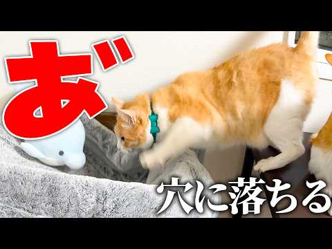 ロビンが落ちました。 サムネイル