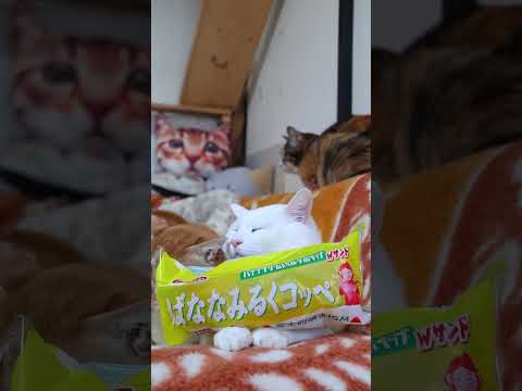 ばななみるくコッペ　260425　 cat のせ猫　 猫　 ねこ　 猫のいる暮らし  ばななみるく　 cute ばなな… サムネイル