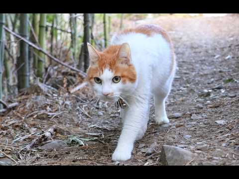 ちろさんぽ　260415 サムネイル