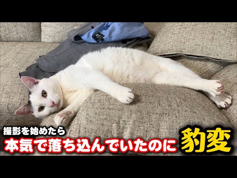 怒られて落ち込んでた猫にカメラを向けたら… サムネイル