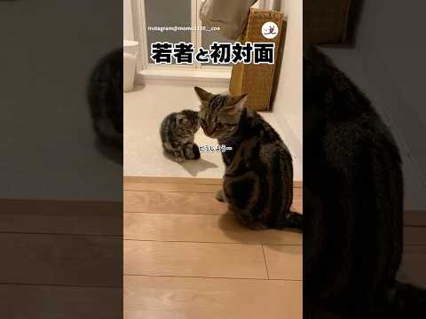 先住猫が新しい家族に初めて触れたとき｜PECO サムネイル