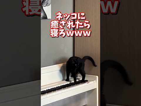 ネッコの動画で癒されたら寝ろｗｗｗ　2ch  動物  猫 癒やし ねこ動画 サムネイル