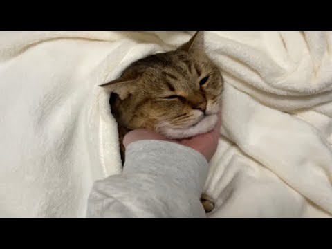 人間を差し置いて布団を横取りして満足そうにお昼寝する猫がこちらです