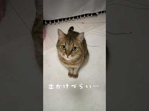 猫と暮らす人間が仕事を放棄する瞬間