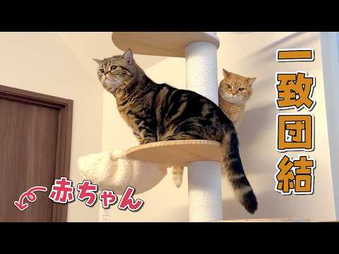 赤ちゃんとの暮らしを始めたら兄弟猫の仲が深まったみたいです サムネイル