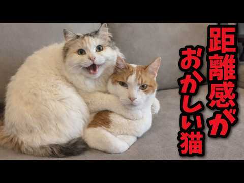 【迷惑系】完全に距離感がバグってる猫 サムネイル