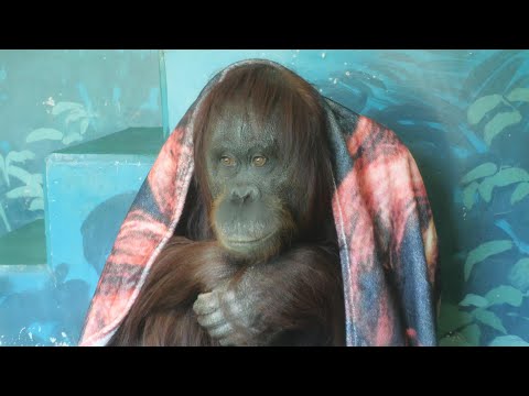ミンピーの朝　日本平動物園　オランウータン　202512