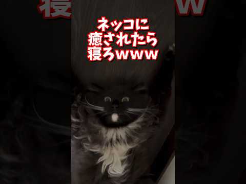 ネッコの動画で癒されたら寝ろwww 2ch 動物 猫 癒やし ねこ動画