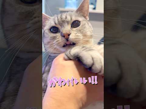 お出迎え猫がかわいすぎて発狂するママ...!! cat 猫 サムネイル