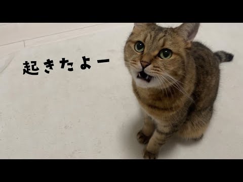 遅めに起きてきた事をうにゃうにゃと報告しにくる猫が可愛すぎた件