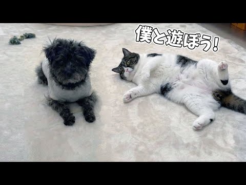 保護犬が遊びにきたら、猫がまさかの反応でした… サムネイル