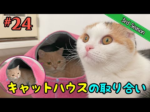 話題の短足マンチカンとスコティッシュフォールドの愛らしい日常【神回】 サムネイル