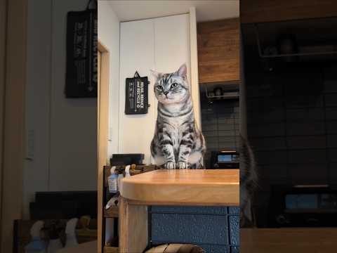 アメショーのラッテ アメショ アメリカンショートヘア 猫と暮らす家＃猫との暮らし猫 サムネイル