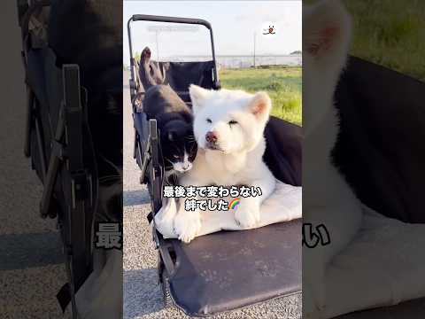 最後まで変わらなかったふたりの関係｜PECO サムネイル