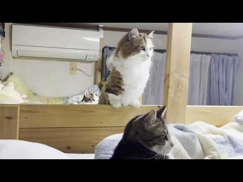 直立の秀吉を見ているとミーアキャットだった頃を思い出す サムネイル